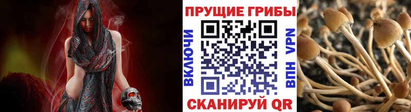 mega   купить наркоту  Армавир  Псилоцибиновые грибы прущие грибы 